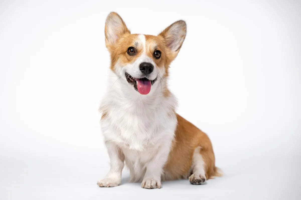 Profile Portrait Of Funny Welsh Corgi Pembroke Or Cardigan With