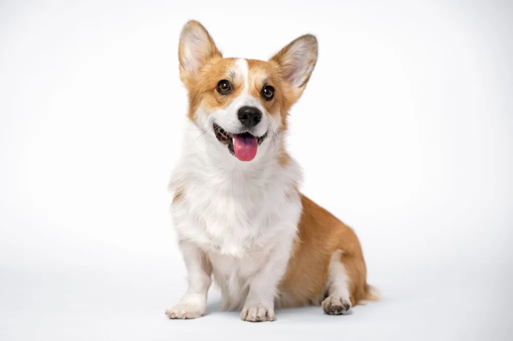 What Are The Best Dog Toys For Corgis?