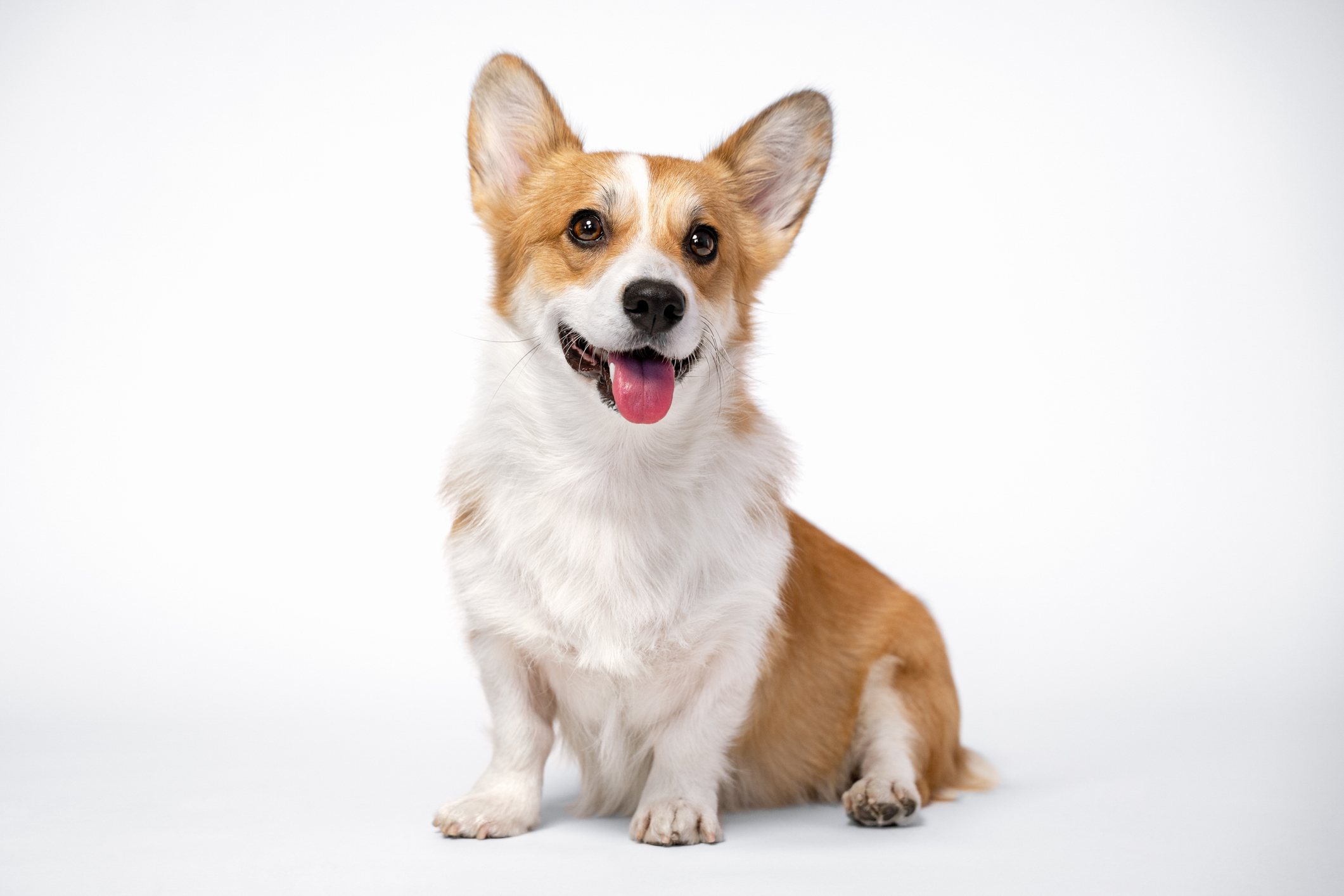 Best interactive best sale toys for corgis