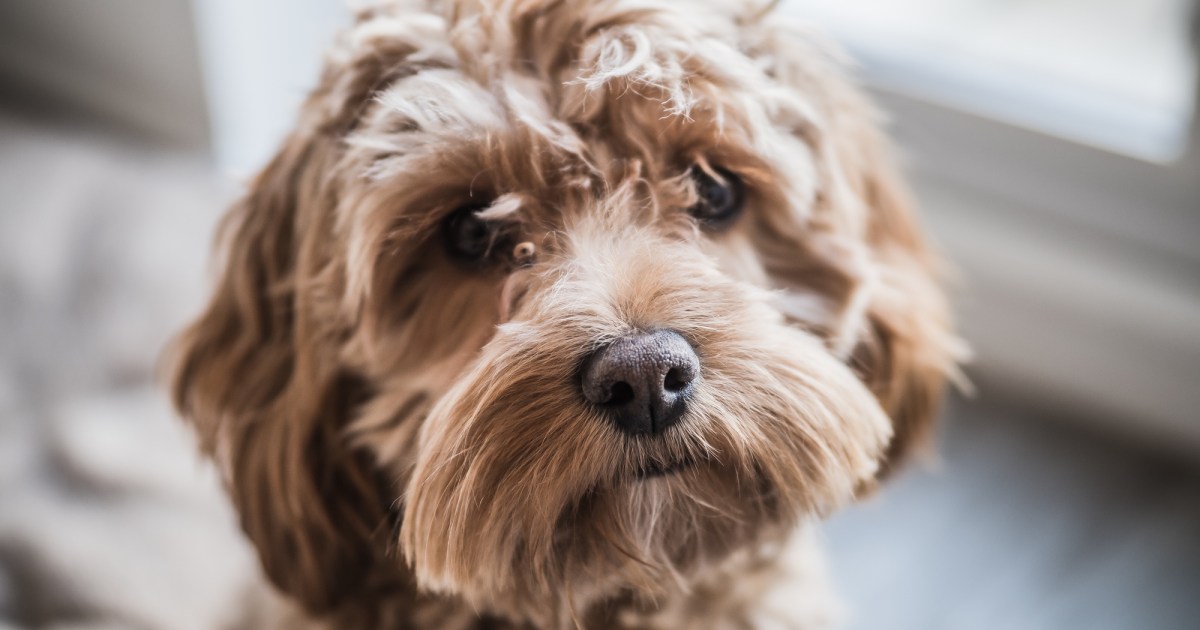 Very cute Cockapoo looking at the camera. Naturally lit with vibrant colours. Blonde dog.