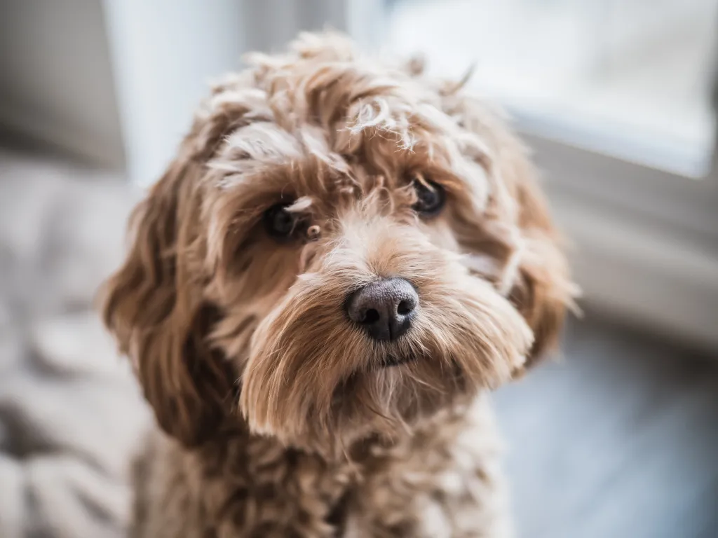 Very cute puppy cockapoo looking at the camera. Naturally lit with vibrant colours. Blonde dog.