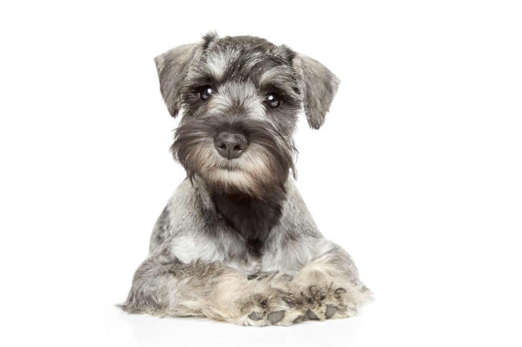The miniature schnauzer: a small dog with a big attitude