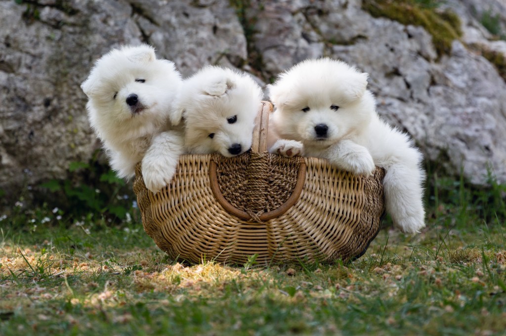 A photo of three Samoyed puppies sitting in a basket. These three will one day grow to be big white fluffy dogs.