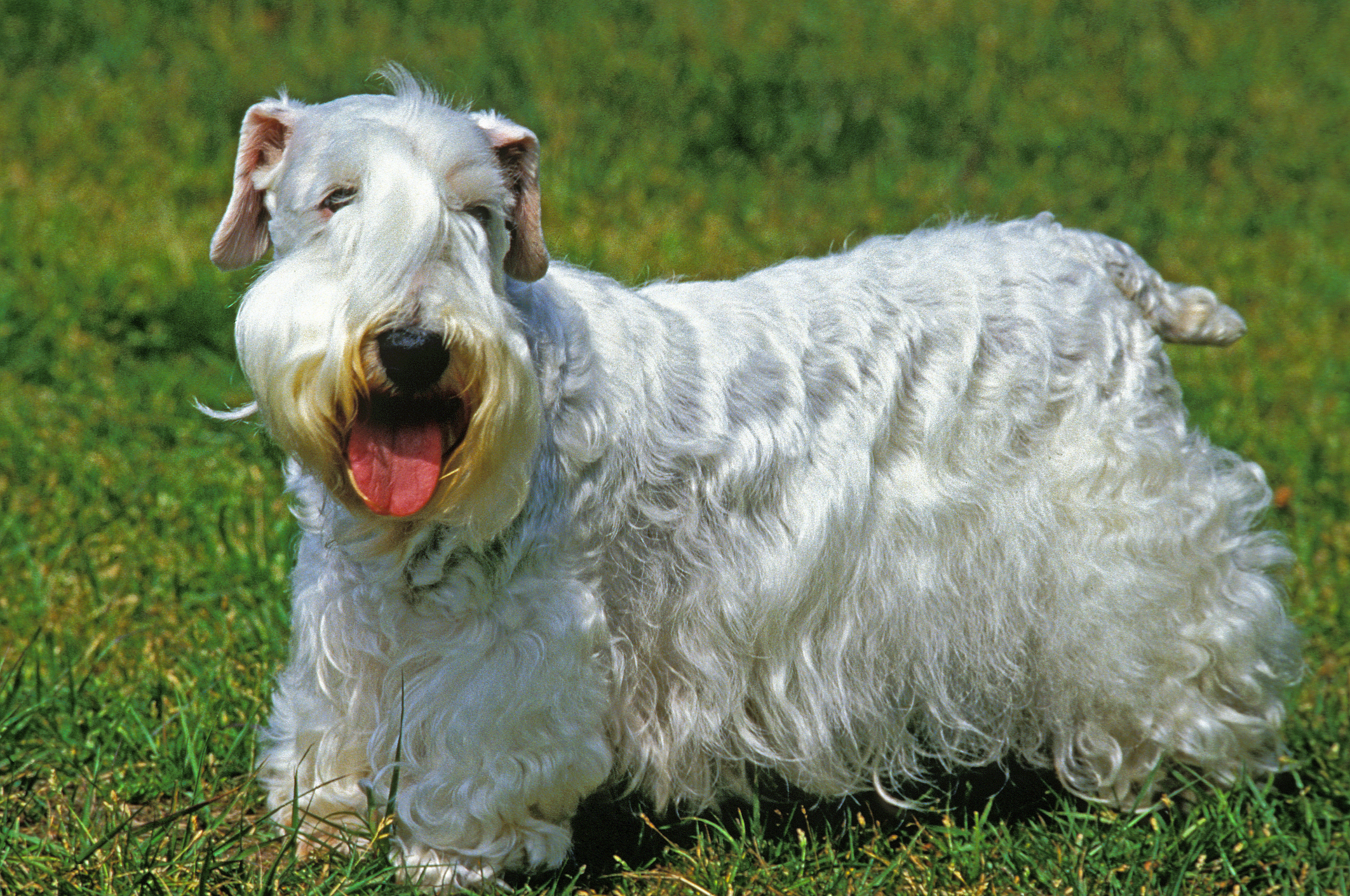 Welsh store sealyham terrier