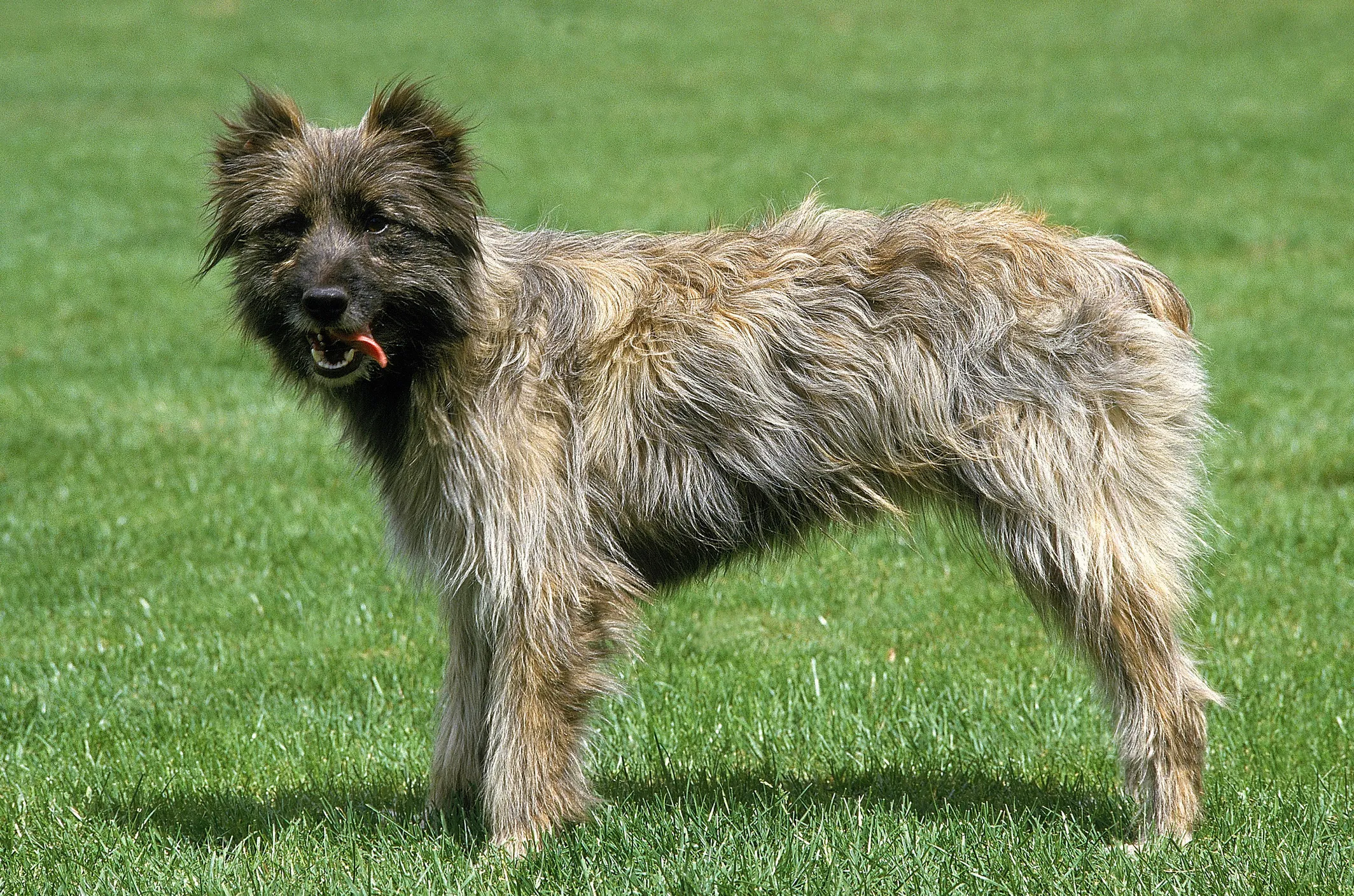 Pyrenean shepherd sale puppies for sale