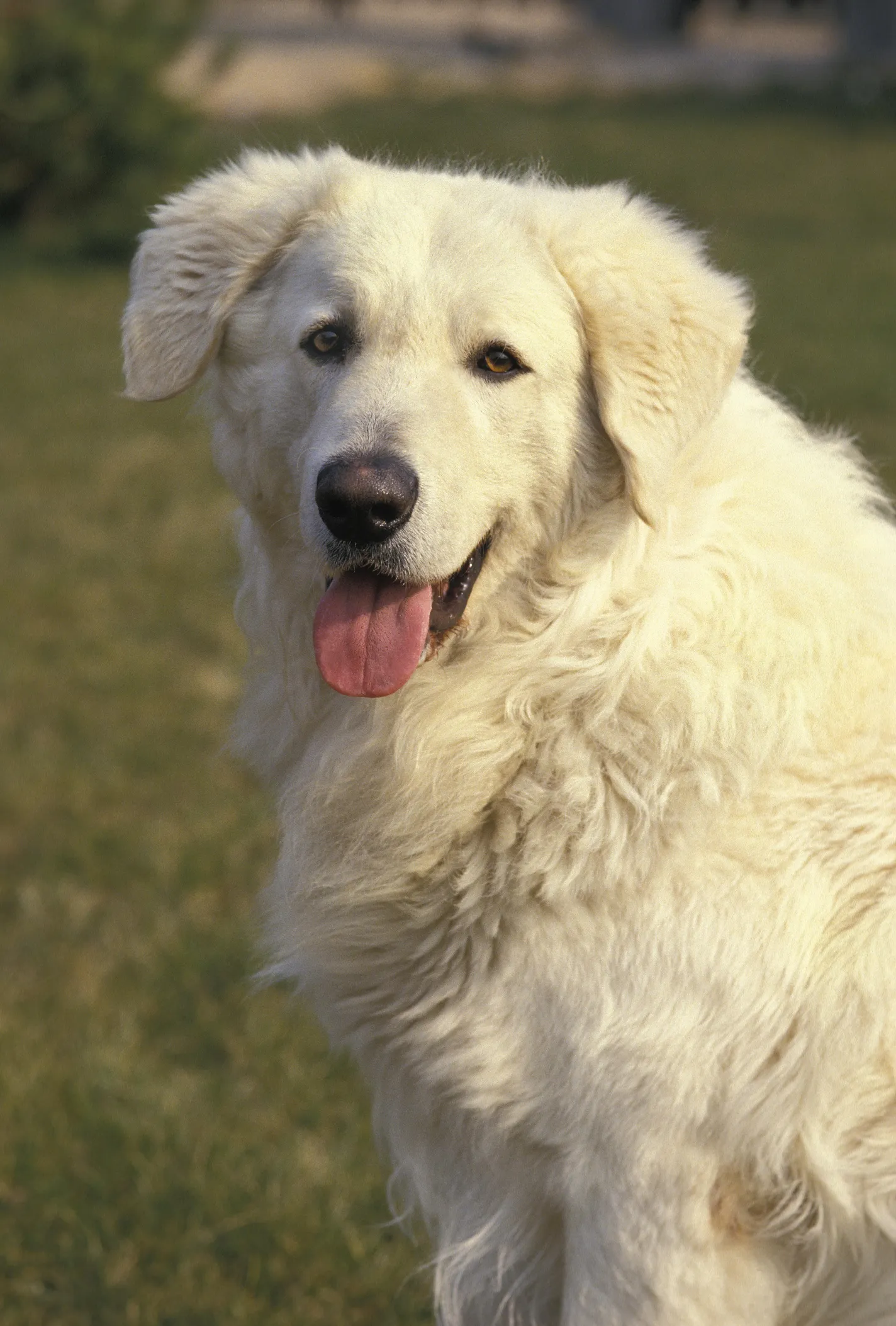 Kuvasz temperament hot sale