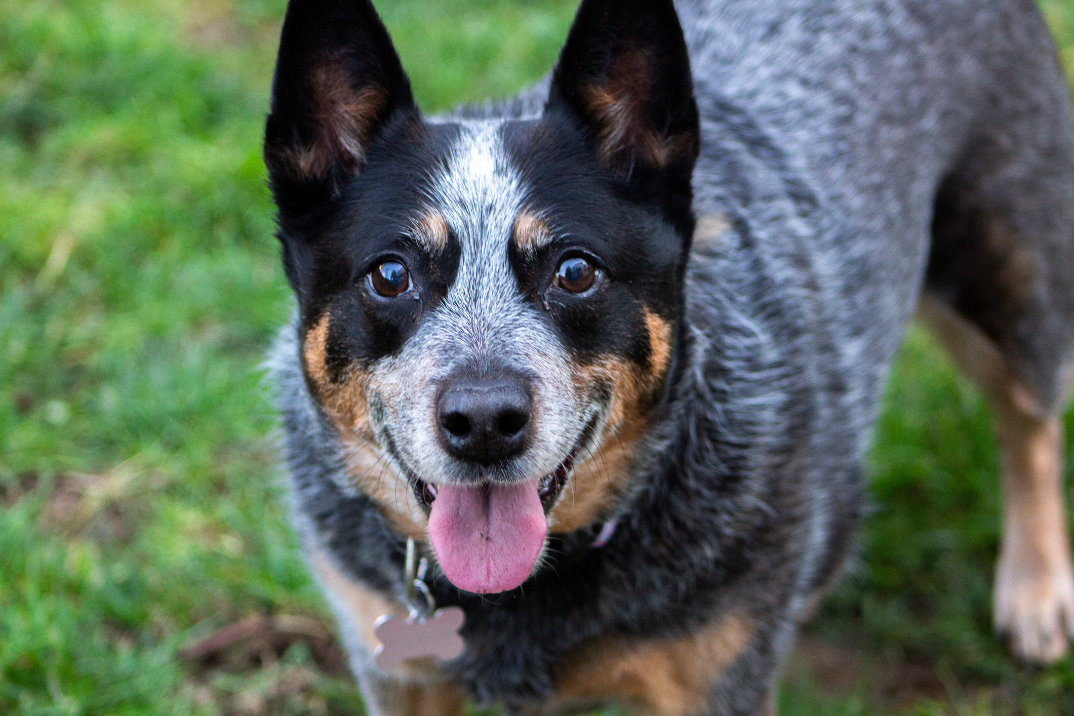 Aussie 2024 blue heeler