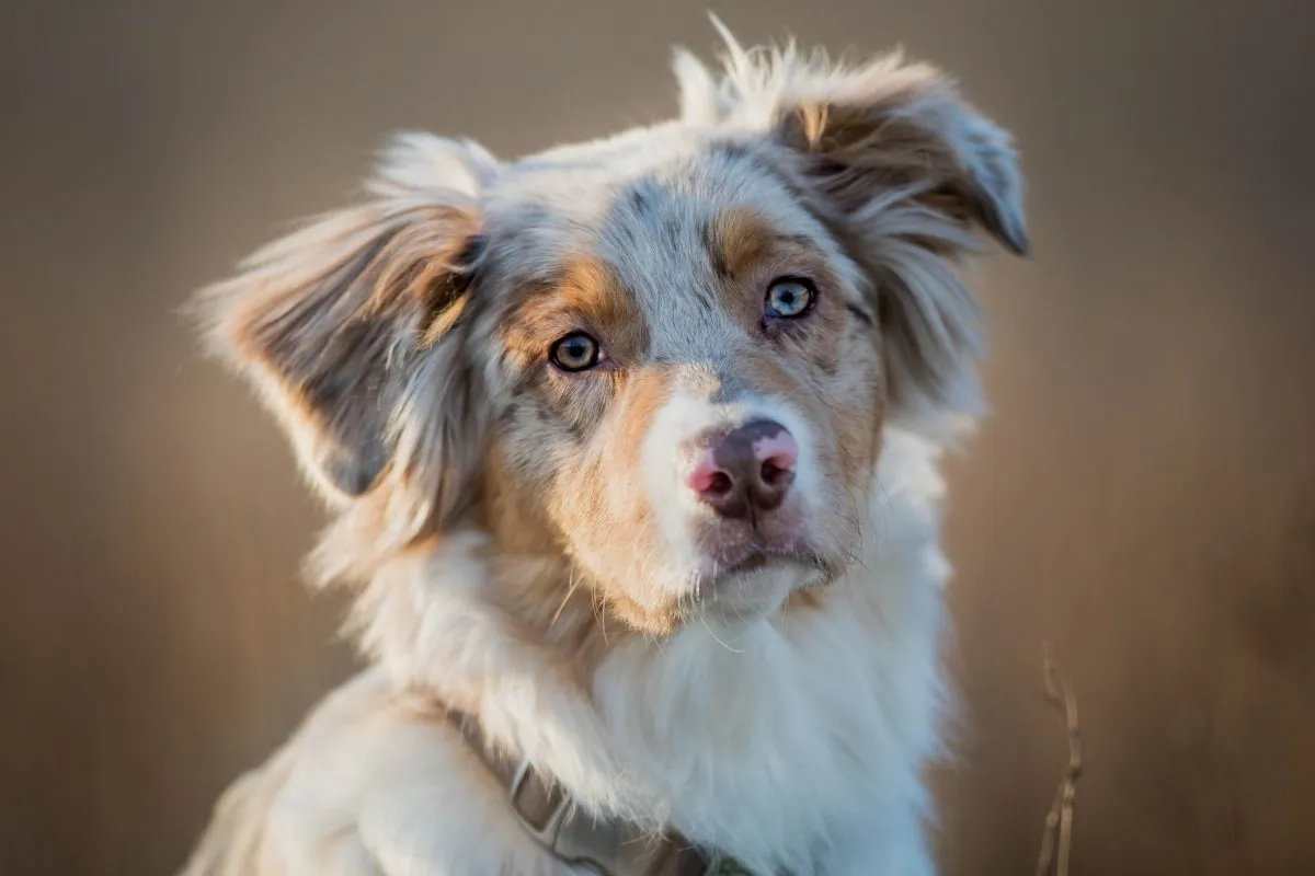 Aussie Dog Home Alone Dog Toy