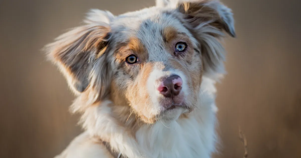 Mini Aussies - Frequently Asked Questions