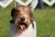 Petit Basset Griffon Vendéen (PBGV) at a dog show in upstate, New York.
