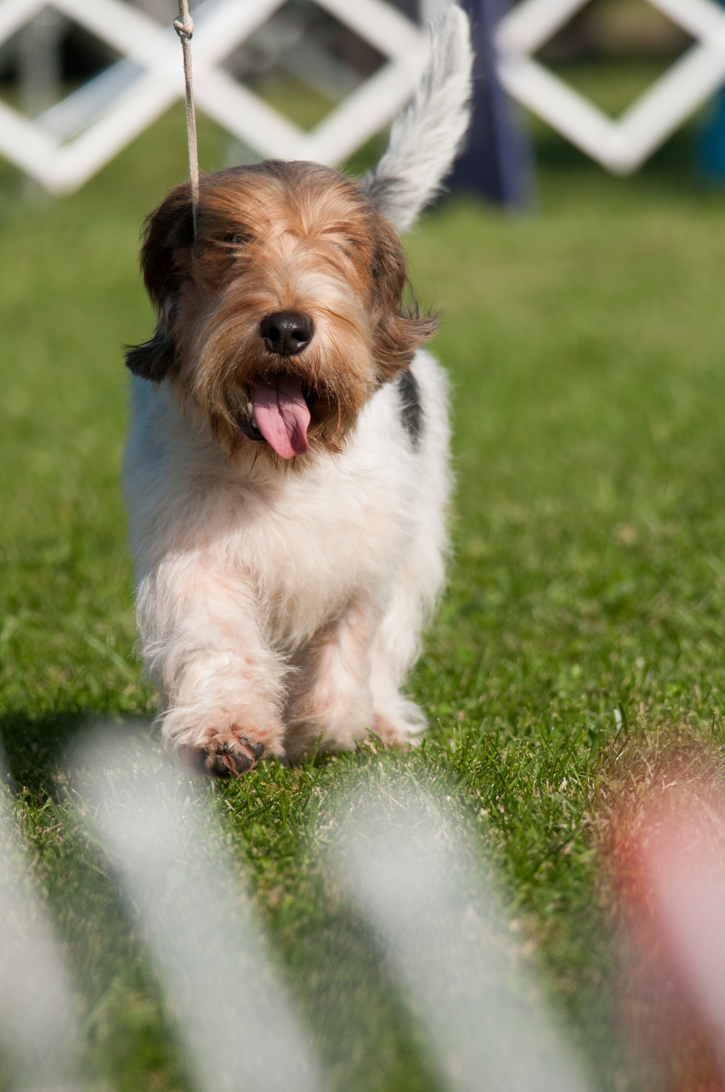 Pbgv puppies best sale for sale