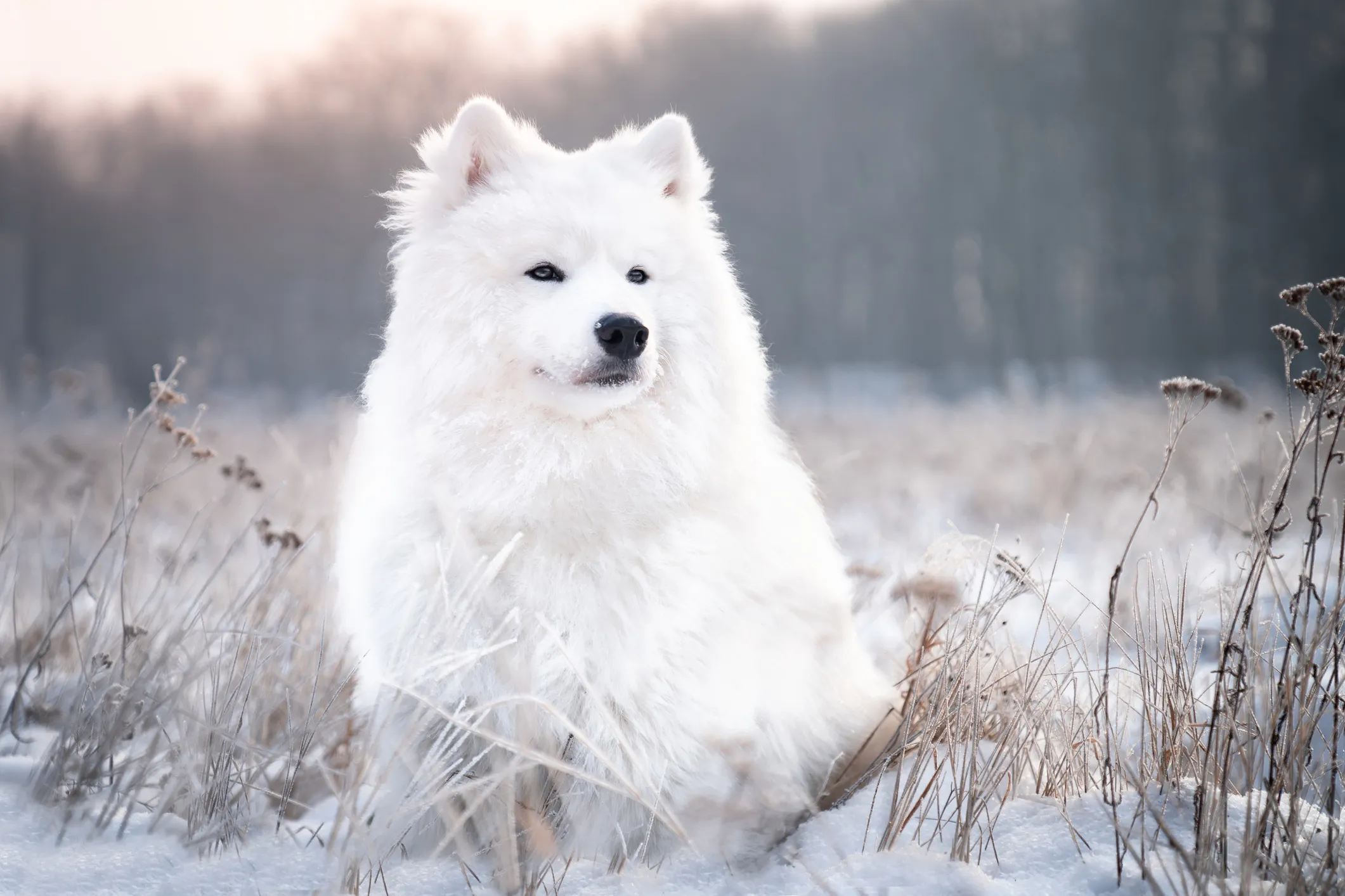 Samoyed Dog Breed Information & Characteristics