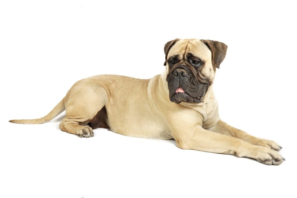 types of mastiff dog breeds