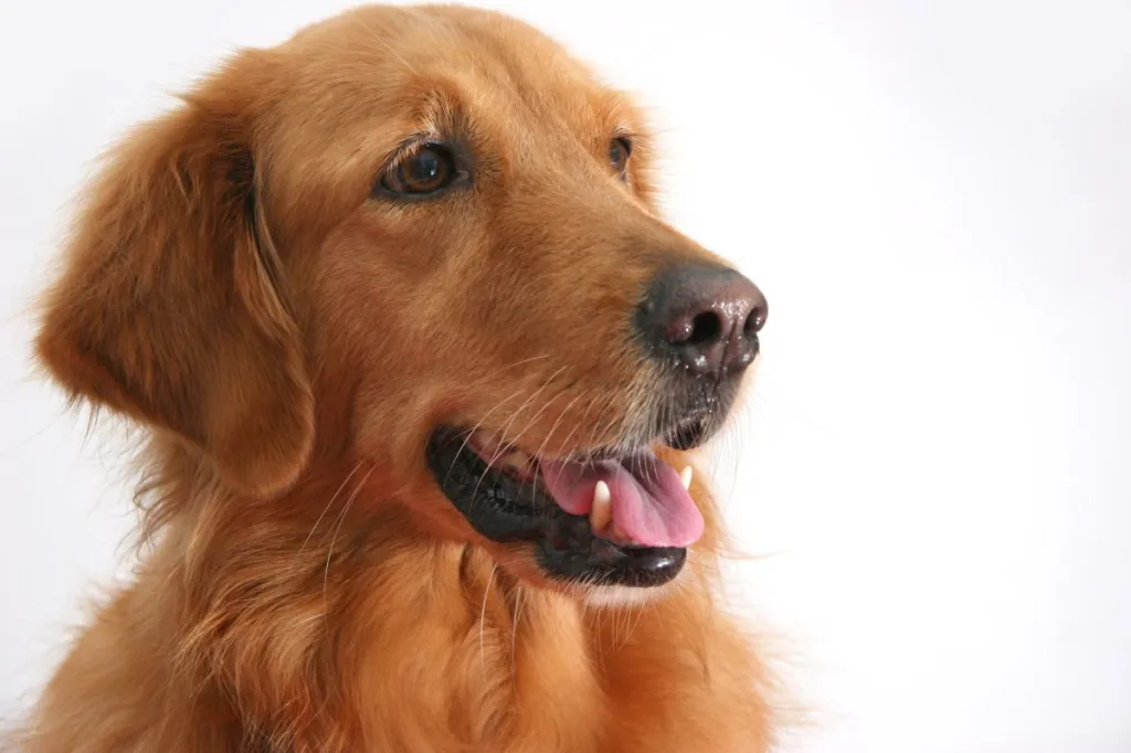 Golden Retriever Dog Breed Information And Characteristics