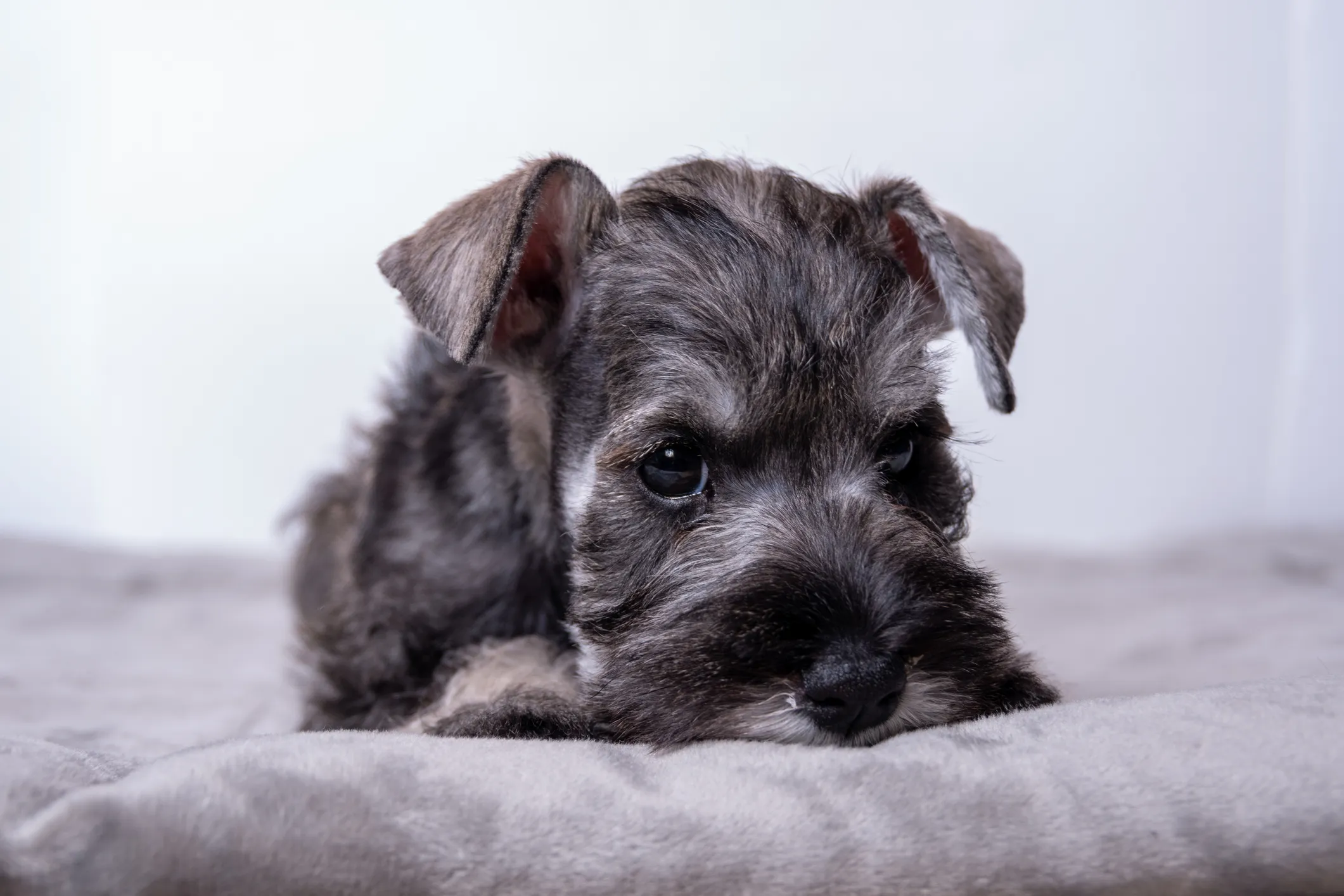 Purebred store mini schnauzer