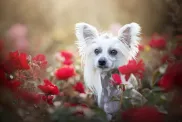 Chinese Crested among flowers