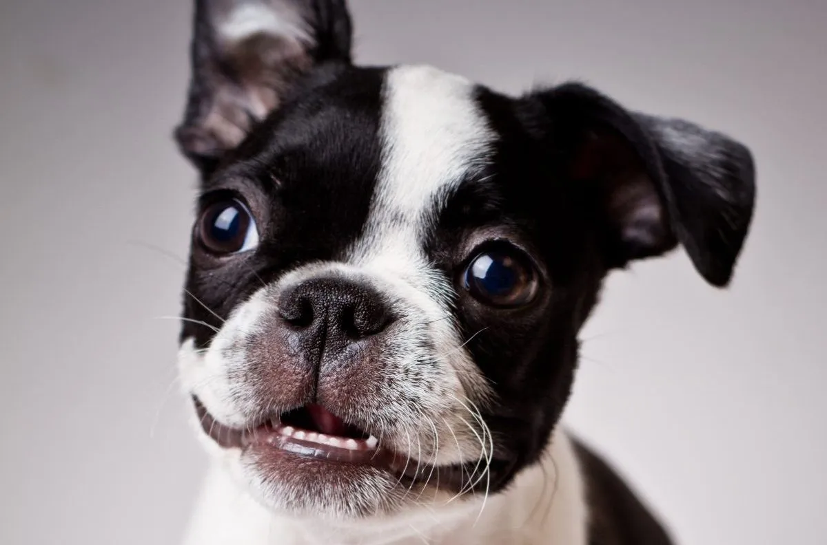 Smiling Boston Terrier Dog On White Background Closeup Stock Photo