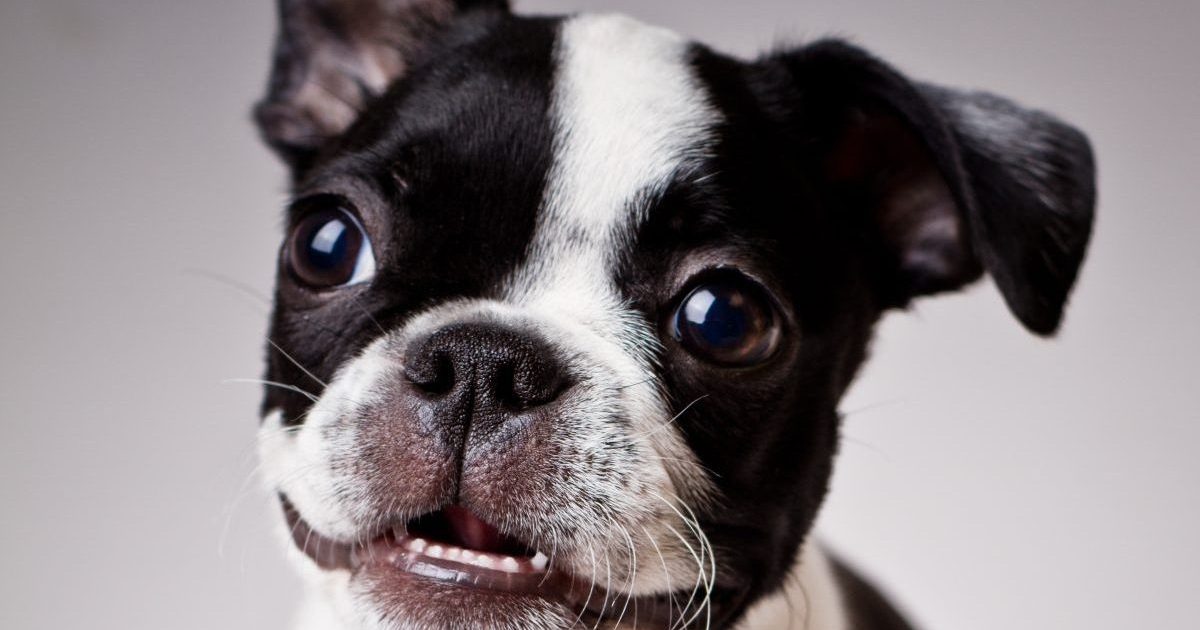 Boston Terrier with blurred background.
