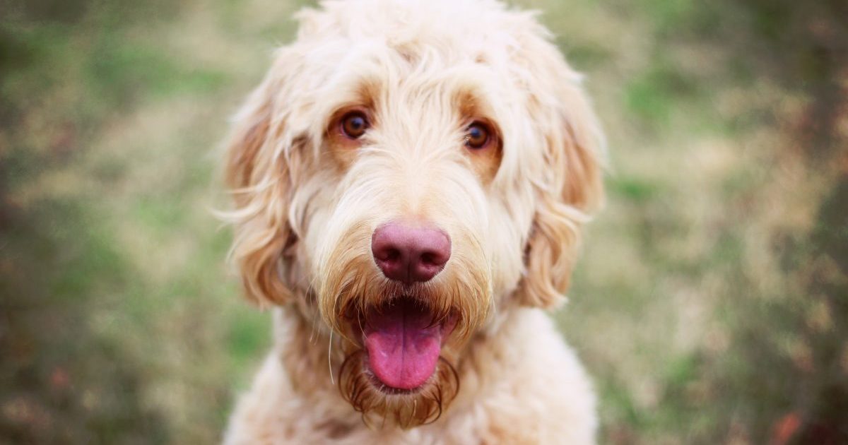 Up close shot of a goldendoodle smiling.