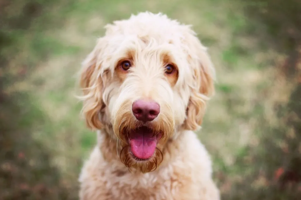 how often do you brush a goldendoodle