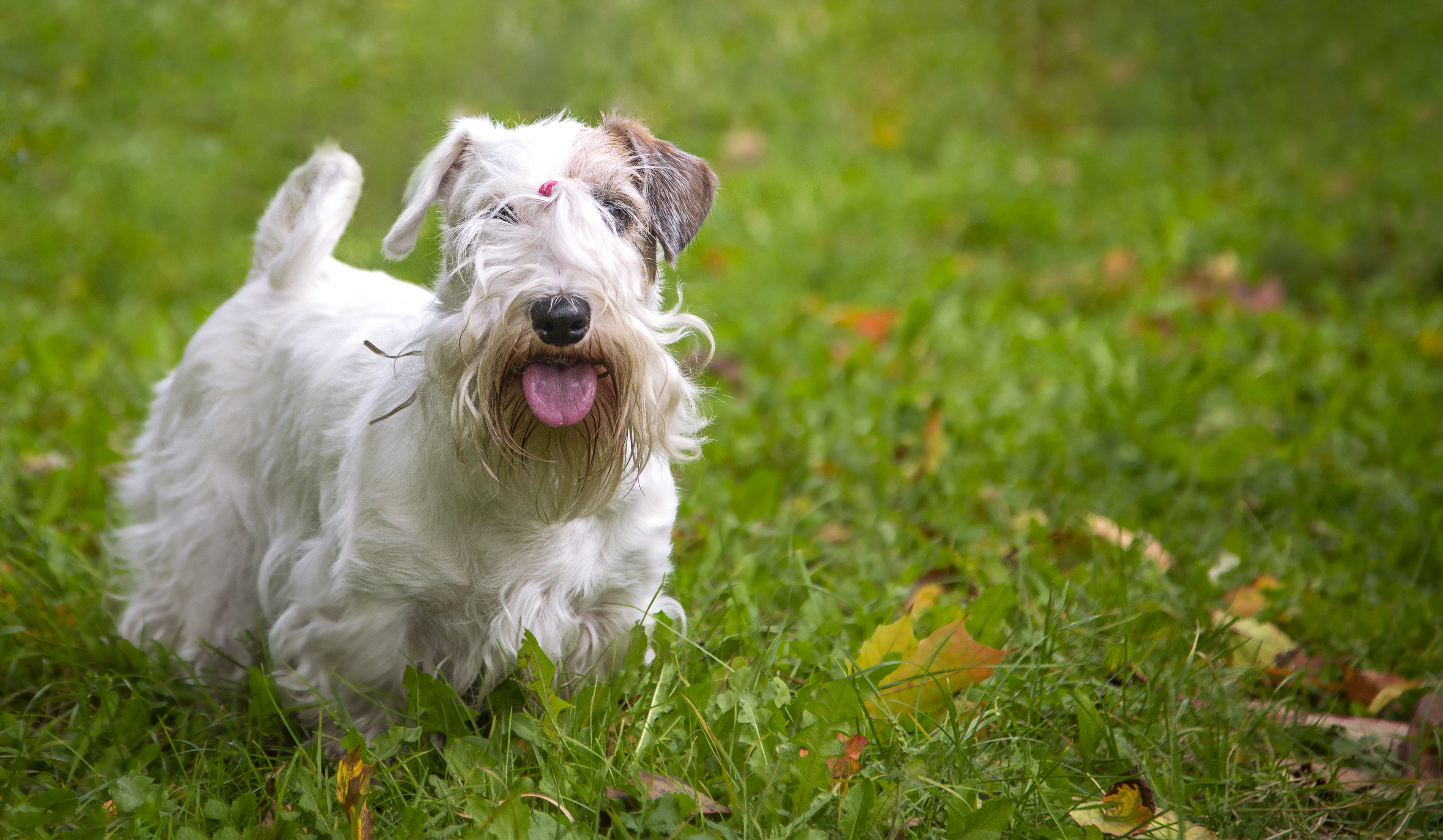 Sealyham Terrier Dog Breed Information & Characteristics