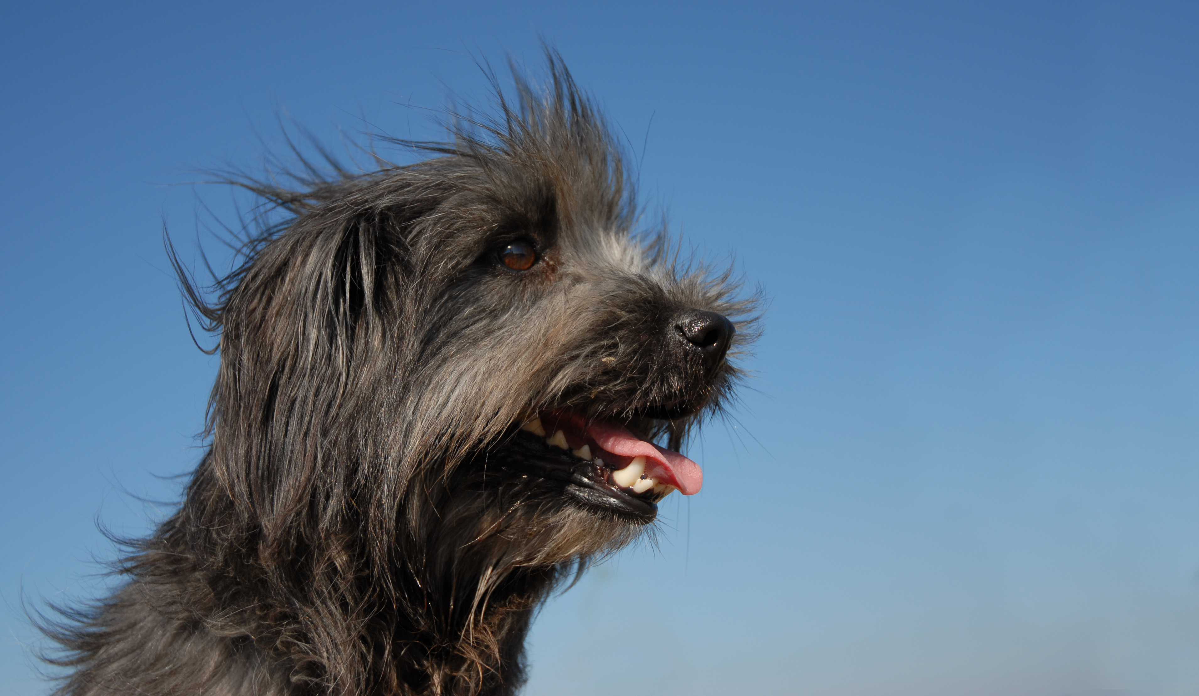 Pyrenean store shepherd rescue