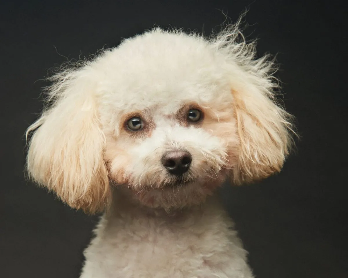 Dove (Toy Poodle) - Love My Puppy