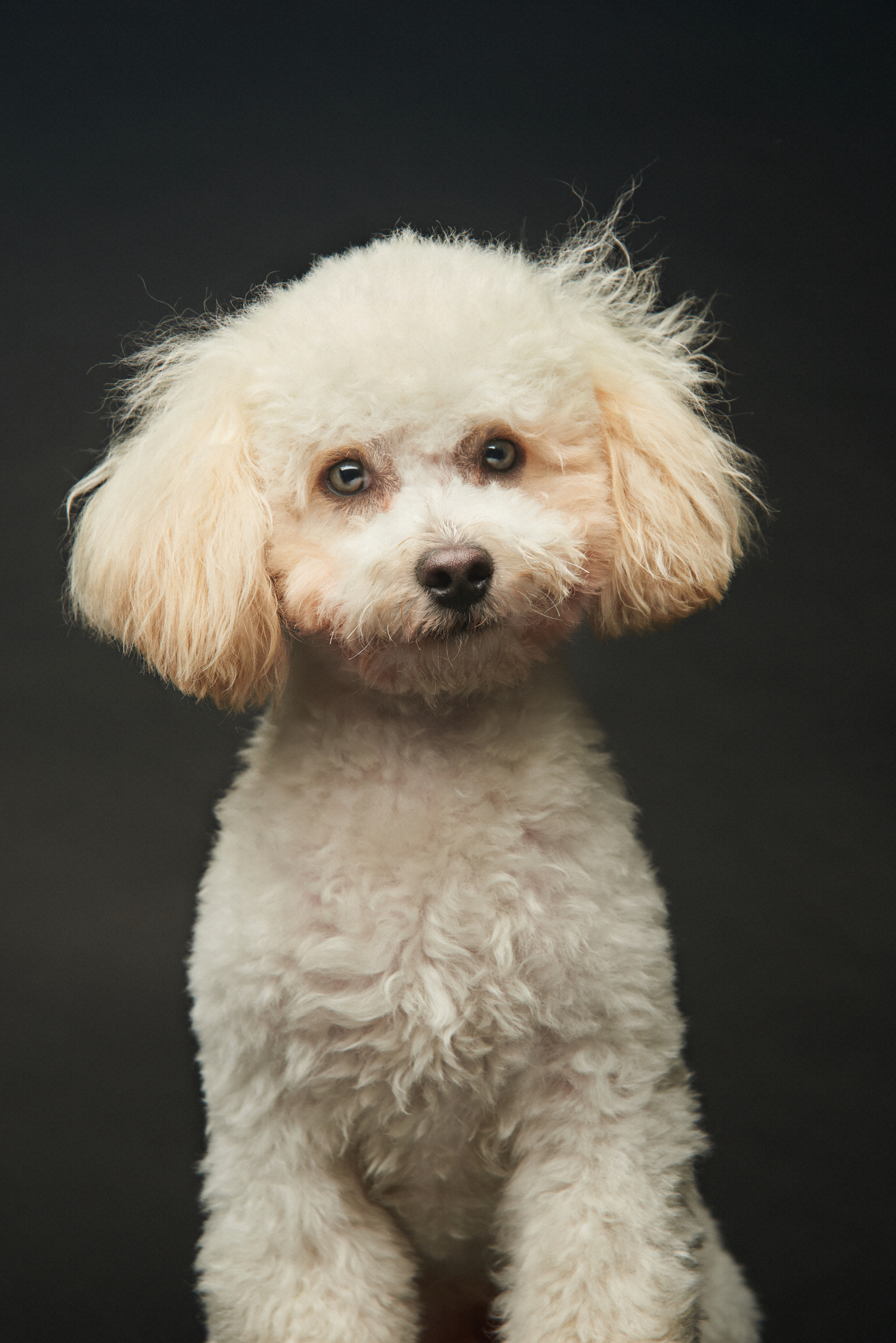 Short haired hot sale maltipoo