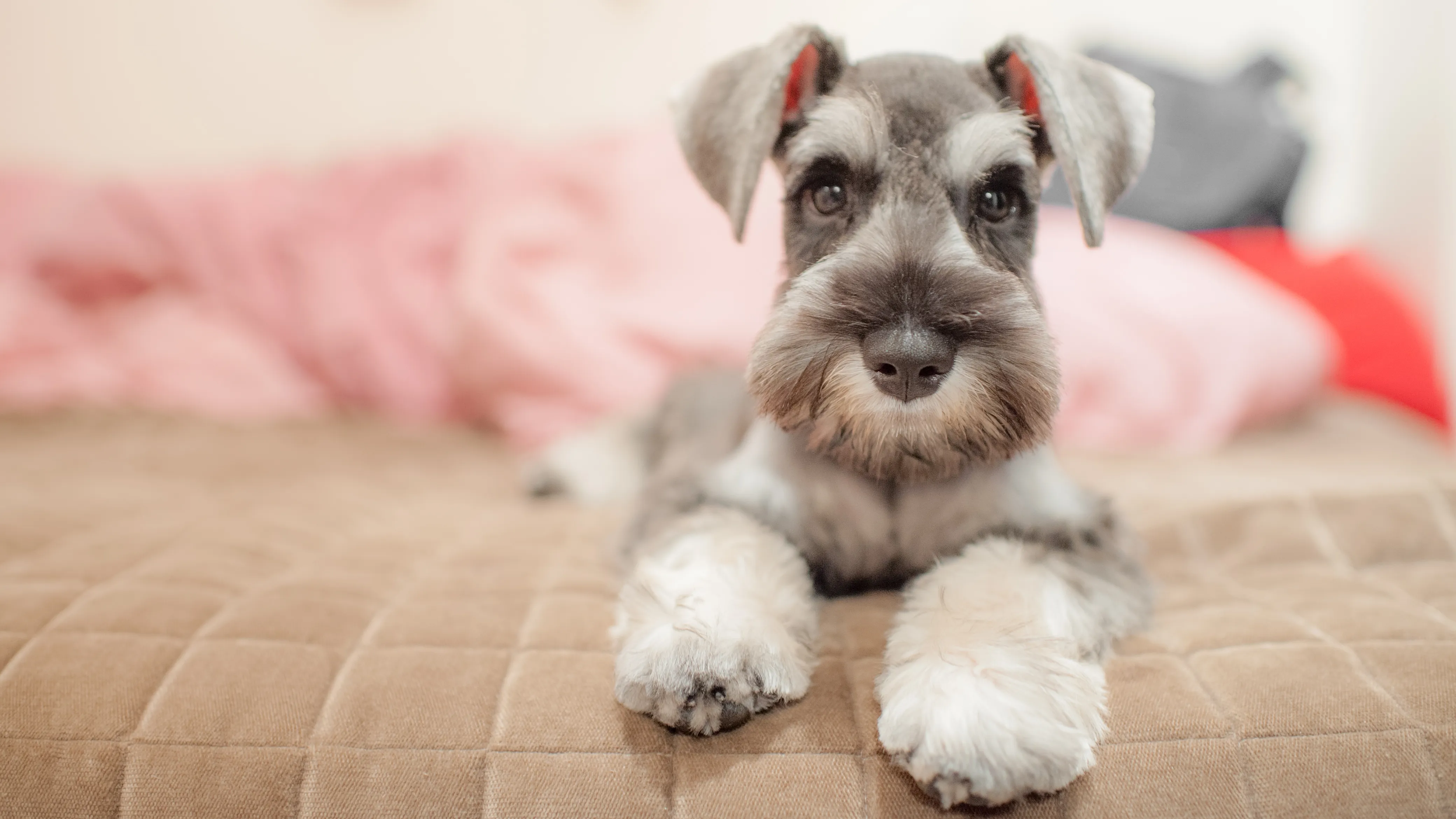 Miniature schnauzer throwing sales up yellow