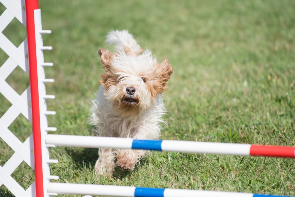 A Petit Basset Griffon Vendéen jumps over hurdles in an agility competition. 