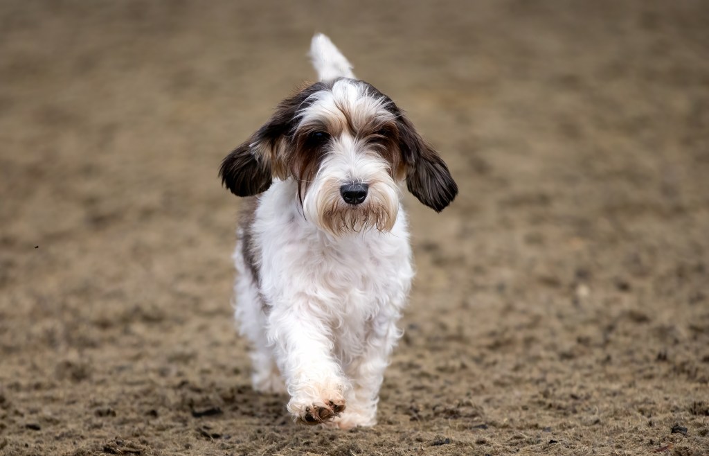 A Petit Basset Griffon Vendéen puppy runs in the dirt. 