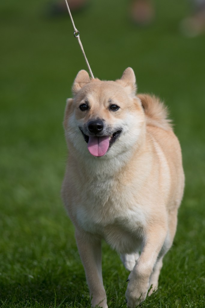 A Happy Norwegian Buhund competes. 