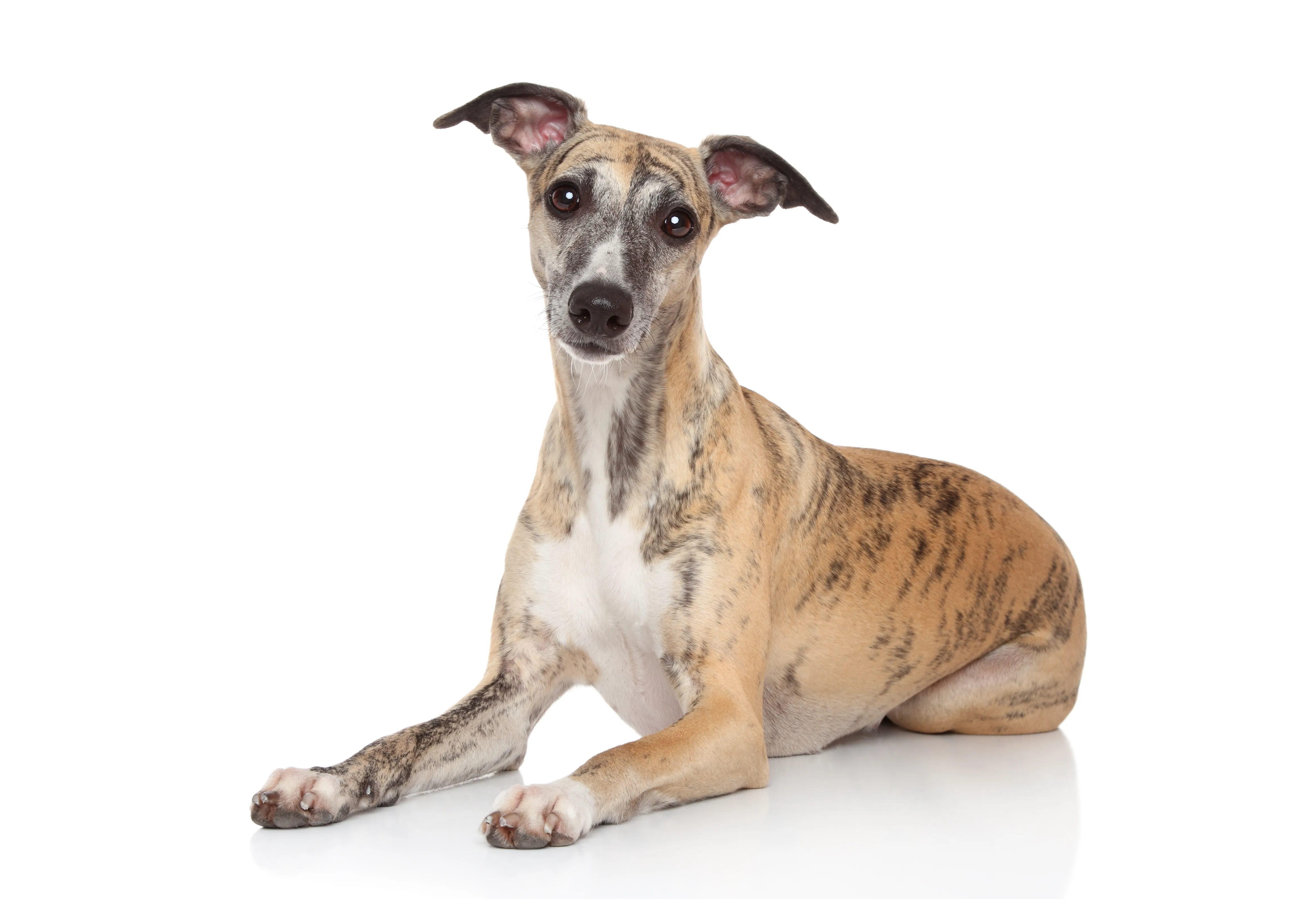 Whippet type 2024 of dog