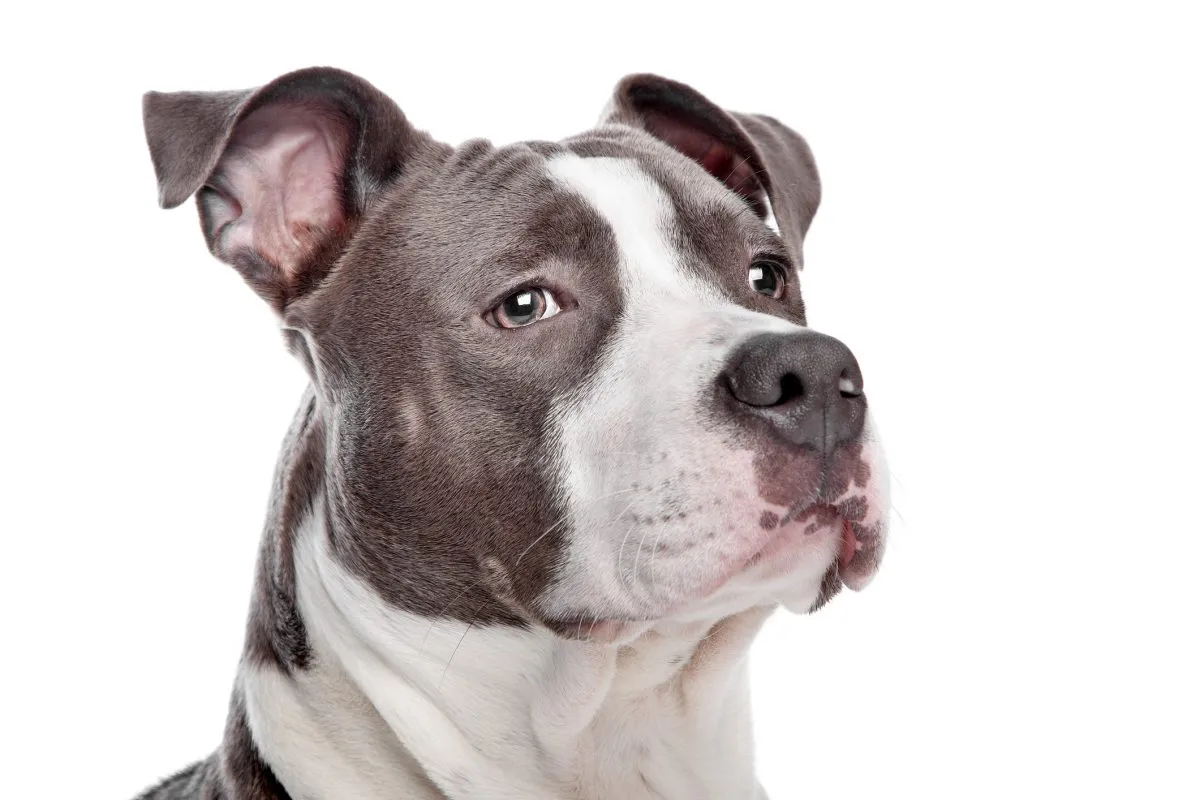 American Pit Bull Terrier Dog Breed Information and Characteristics