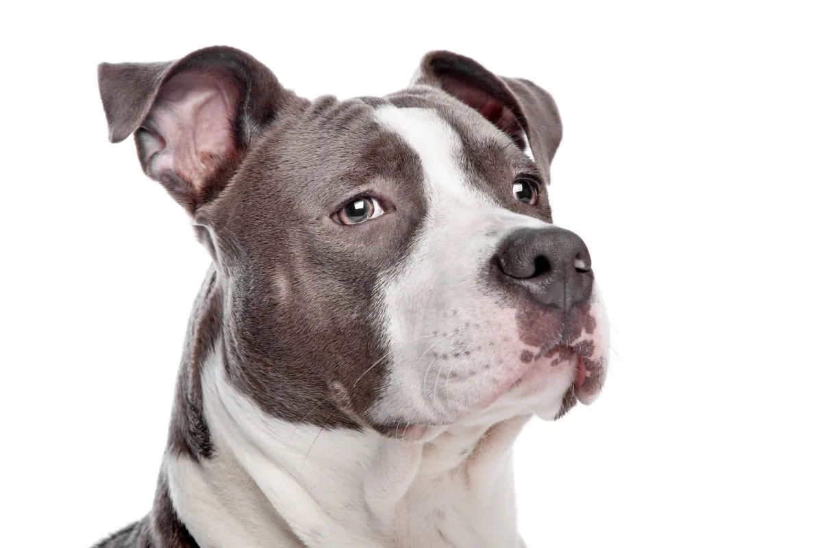 American pit store bull terrier adoption