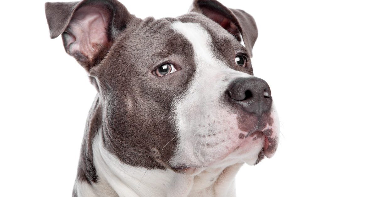 American Staffordshire Terrier puppy in front of a white background