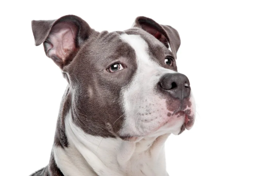 pitbull mix with bull terrier