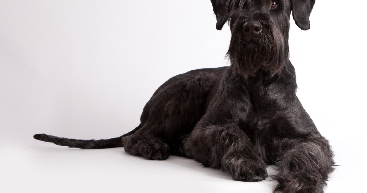 Giant Schnauzer sitting