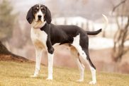 Treeing Walker Coonhound standing on hill