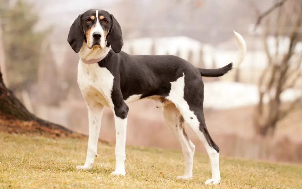 black and tan coonhound treeing