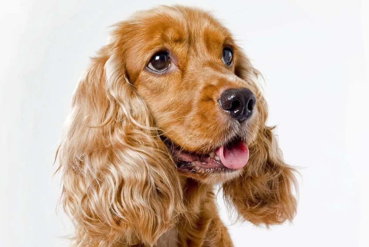 Cocker Spaniel Dog Breed Information & Characteristics