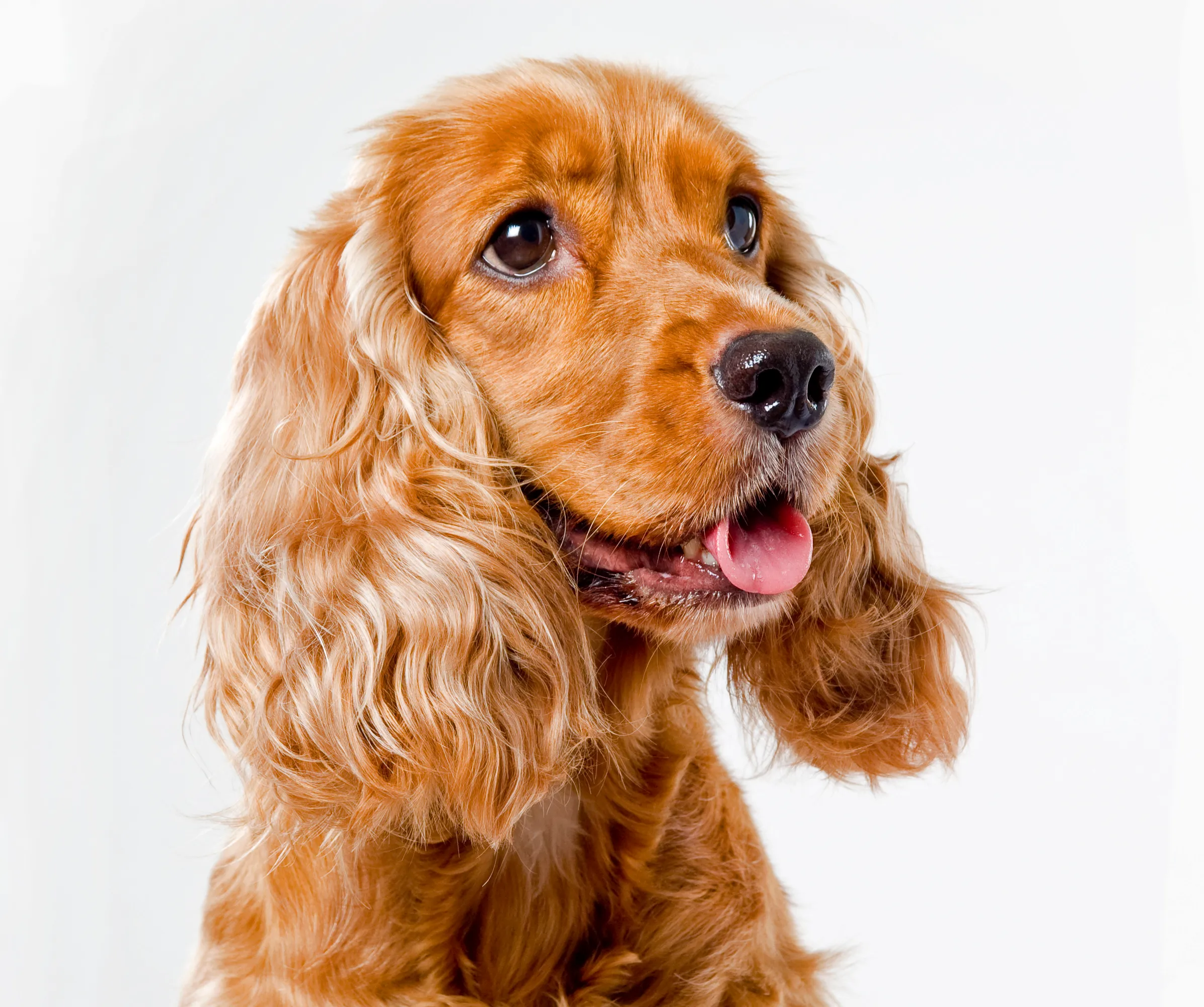 Cocker spaniel 2024 hair shedding