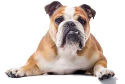 Portrait of a purebred English Bulldog