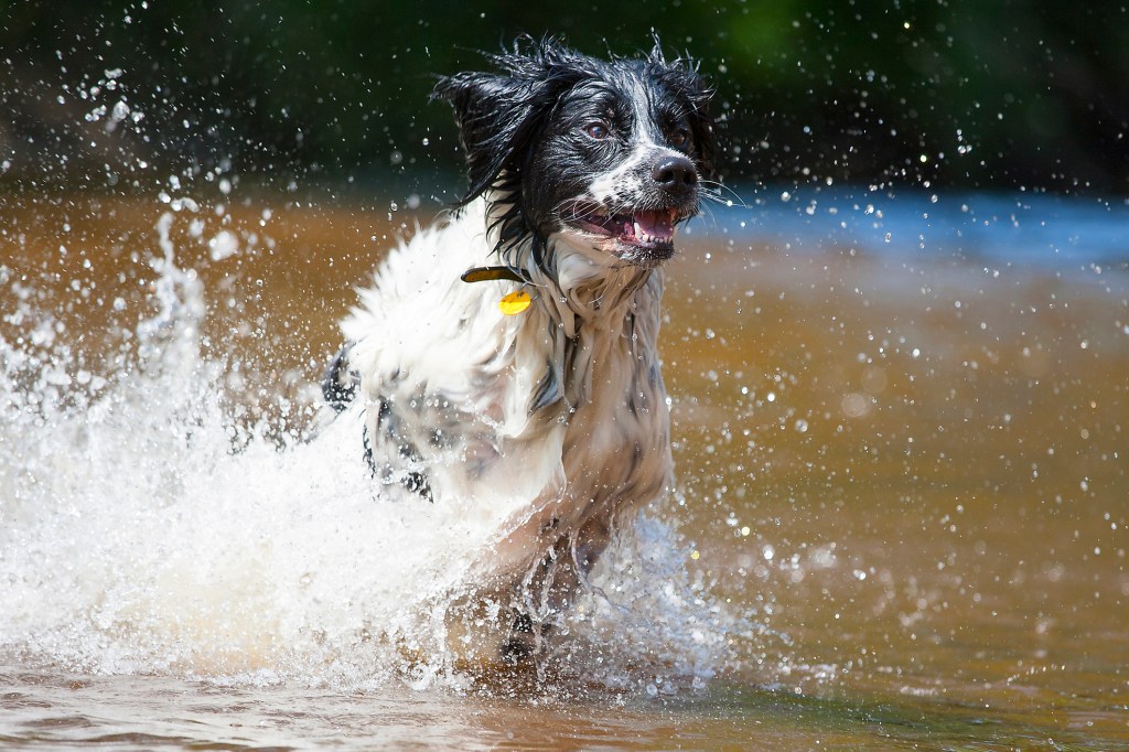 A Stabyhoun dog in the water, one of their favorite environments. 