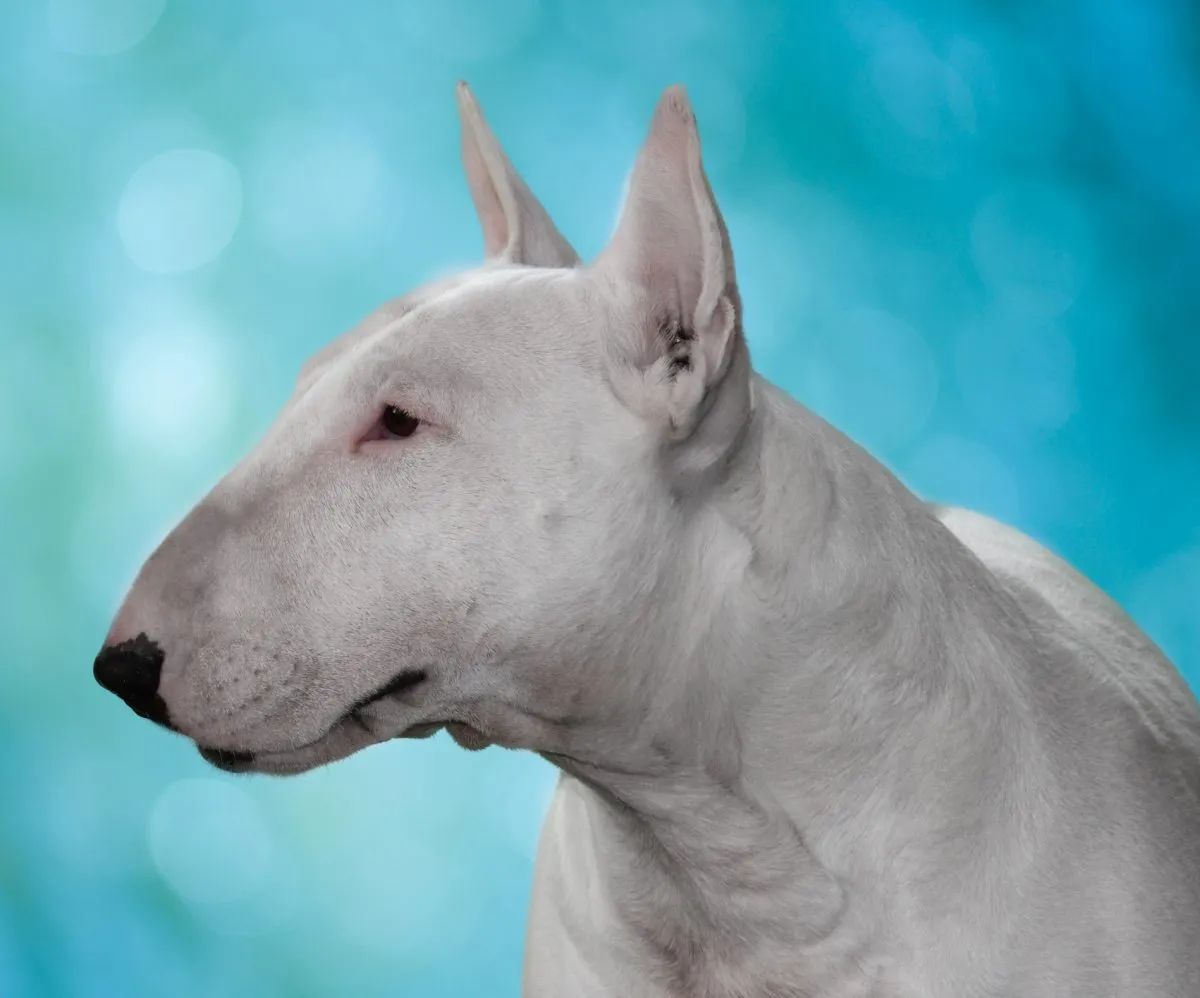 Bull Terrier Dog Breed Information and Characteristics photo