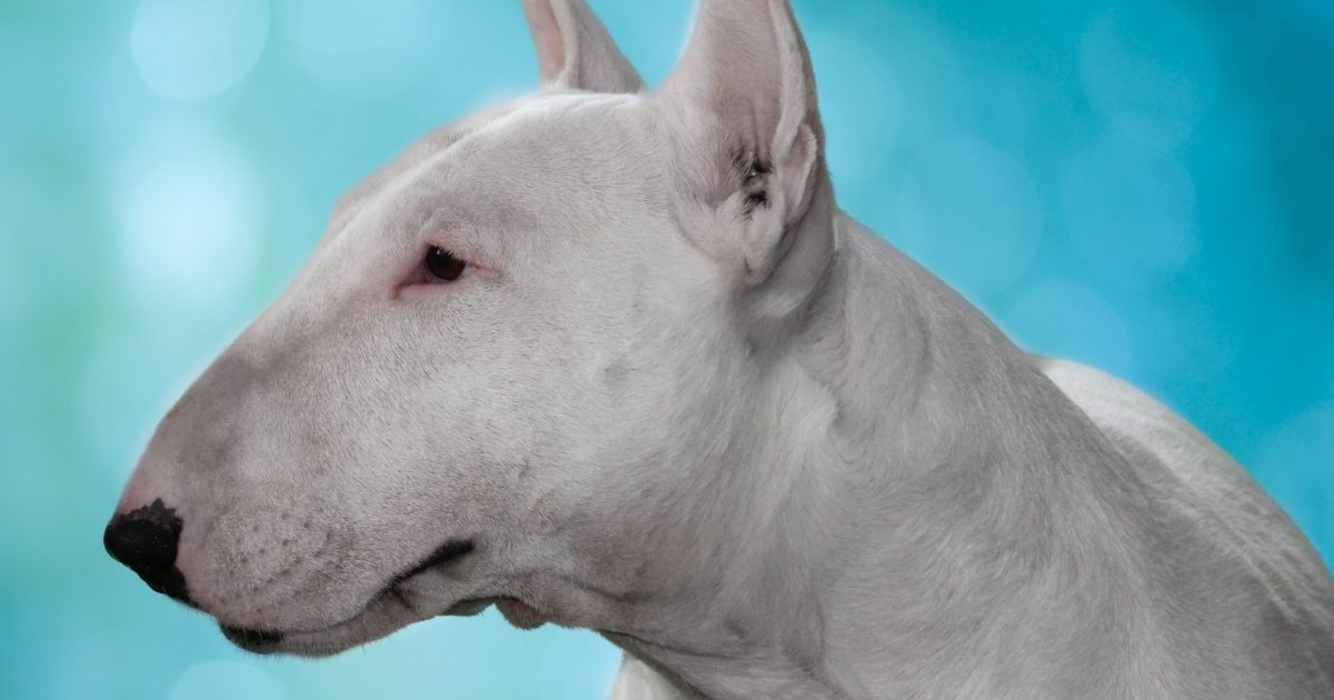 Bull terrier looking to the horizon