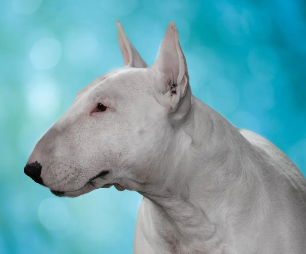Bull terrier looking to the horizon