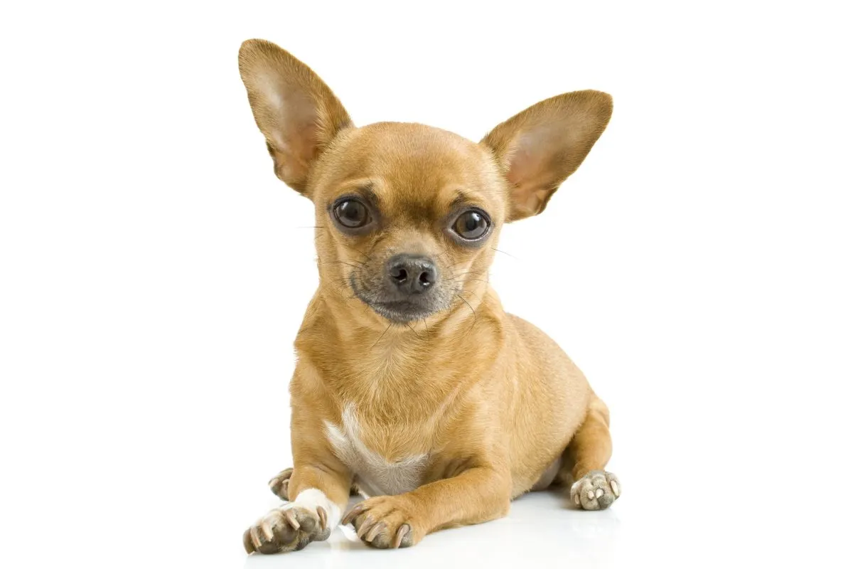 Chihuahua Dog Breed Information and Characteristics