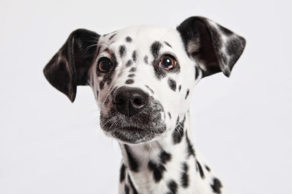 what to know about a dalmatian?