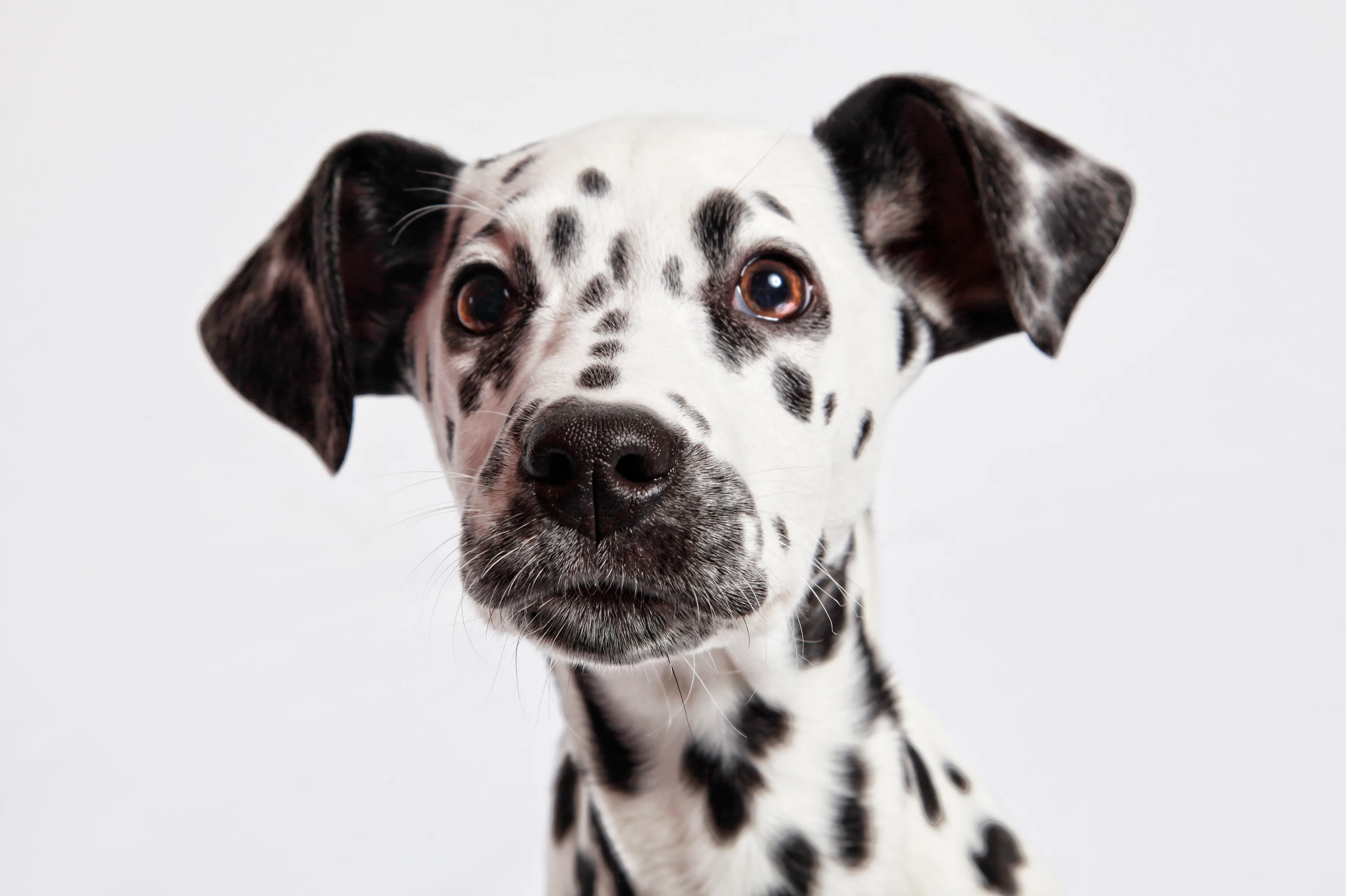 Dalmatian with black store ears